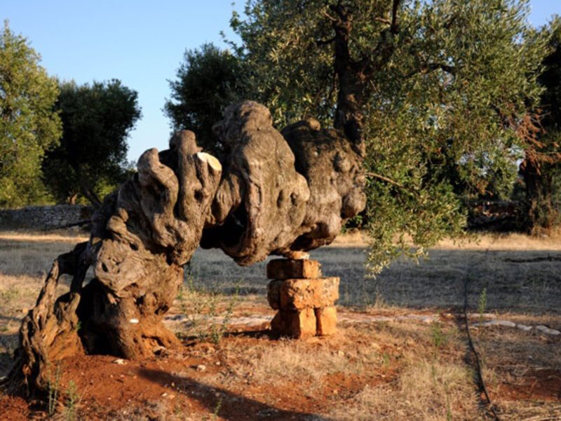 ulivo-secolare-vecchio (2)